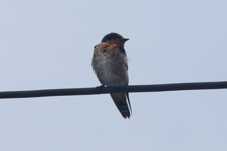 Black-Sided Flowerpecker1810.jpg