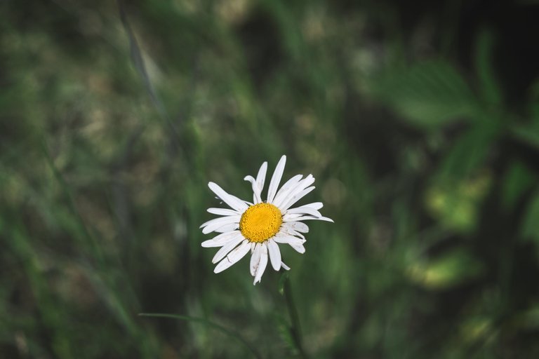 53022855299_0af0c8575b_o.jpg