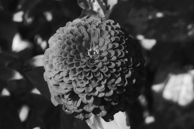 53263231758_1463be2d6c_o.jpg