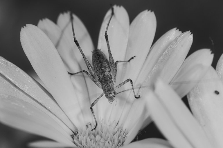 53146475687_6272bee552_o.jpg
