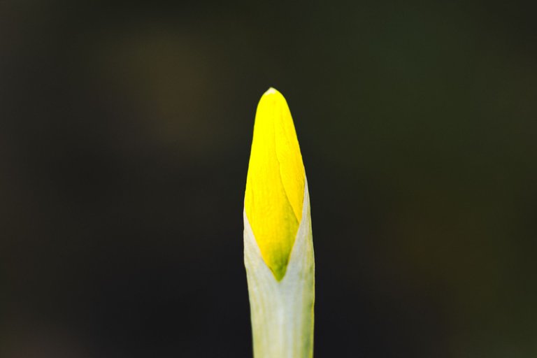 54447407857_c6988aa134_o.jpg