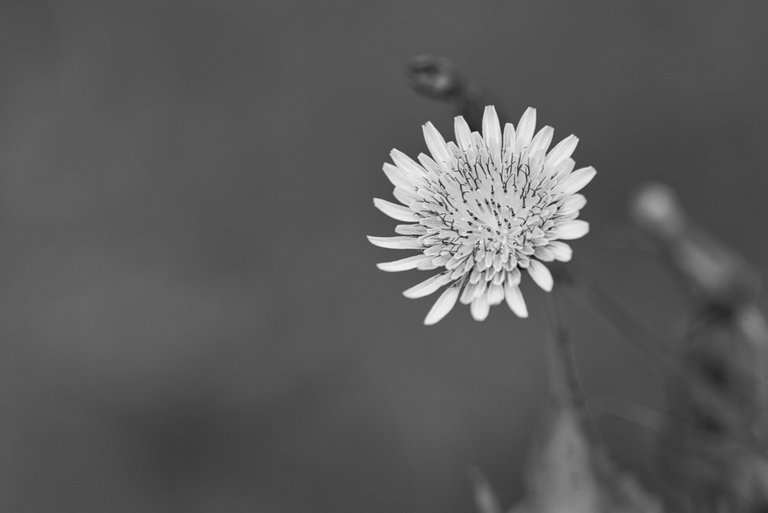 52637037689_5500c96ef6_o.jpg