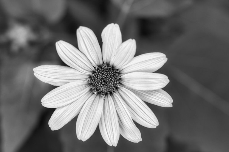 53267370919_1e1b19f653_o.jpg