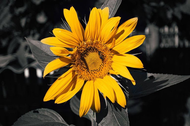 53222925282_1ed52d32e0_o.jpg