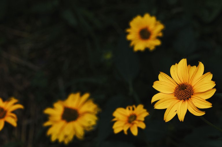 54697394414_e39e526f09_o.jpg