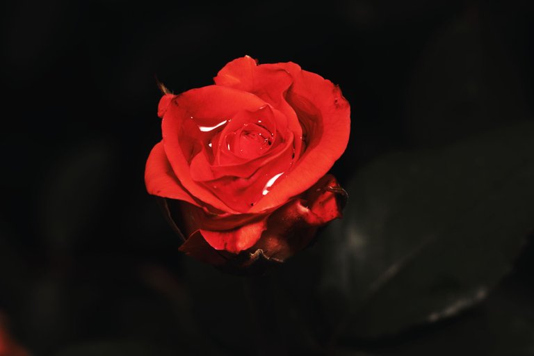 54620846728_440f0b98a6_o.jpg