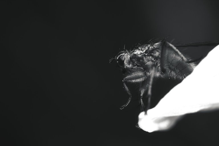 54510622722_2158a8f661_o.jpg