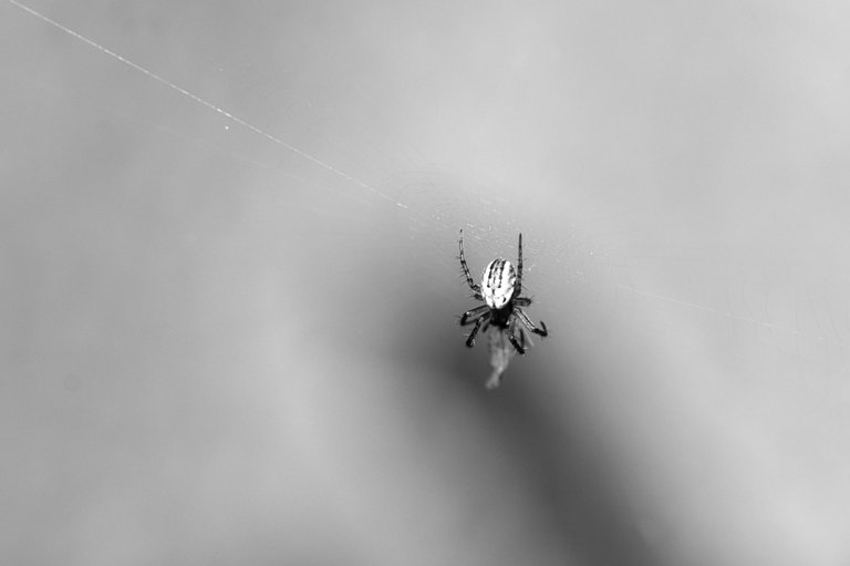 54531273552_8a54f5b898_o.jpg