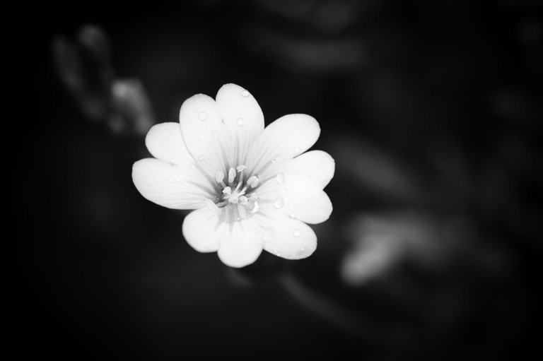 54523927644_66b3ffccee_o.jpg