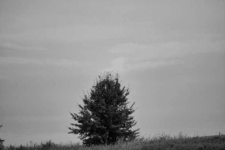 52427044928_fc50f7a066_o.jpg