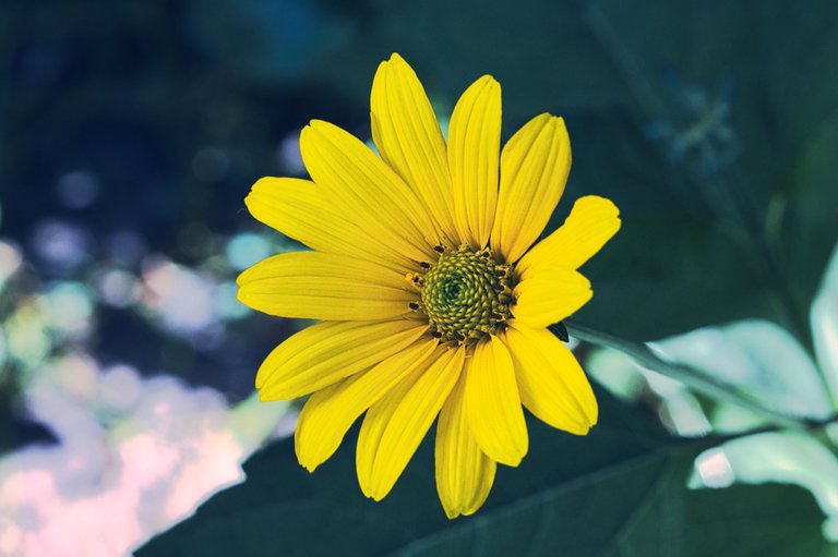 53247810916_1af86f3533_o.jpg