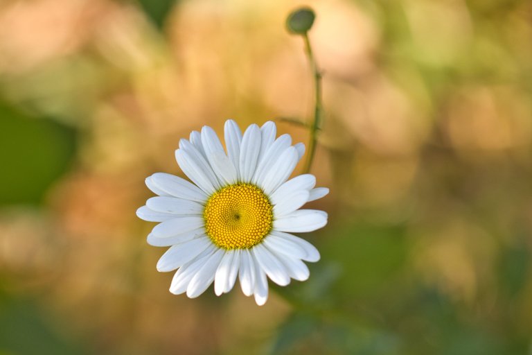 53019105600_678e92cdcf_o.jpg