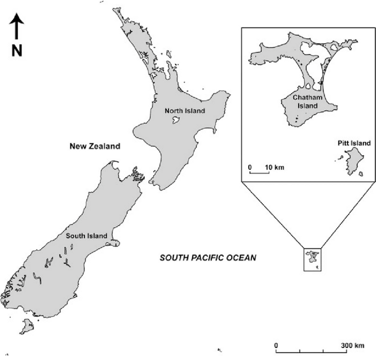 Map-of-New-Zealand-and-Chatham-Island-showing-the-study-area-where-rattail-fish-were.png