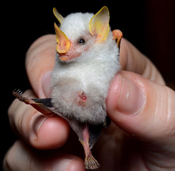 1920px-Ectophylla_alba_in_hand.jpg