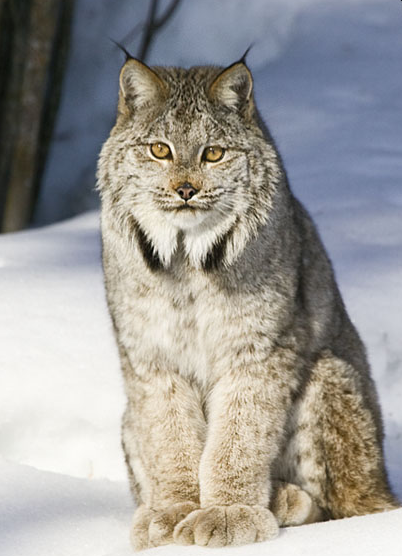 Lince_canadiense_4.png