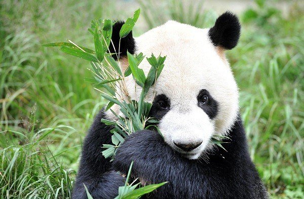 oso-panda-600x393.jpg