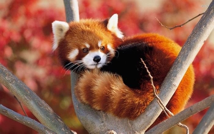 panda-rojo-4.jpg