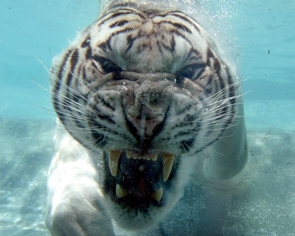 tigre-blanco-agua.jpg