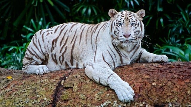 white-tiger-2407799_640-1.jpg