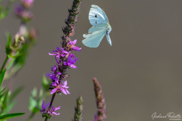 Cabbage-Butterfly_two