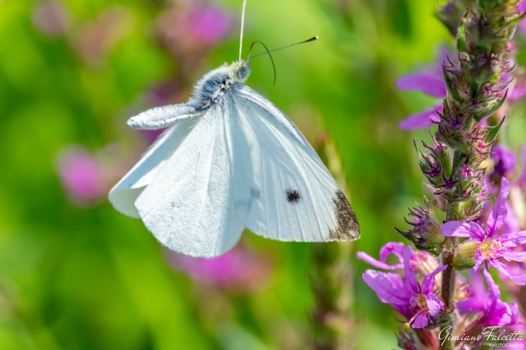 Cabbage-Butterfly_one
