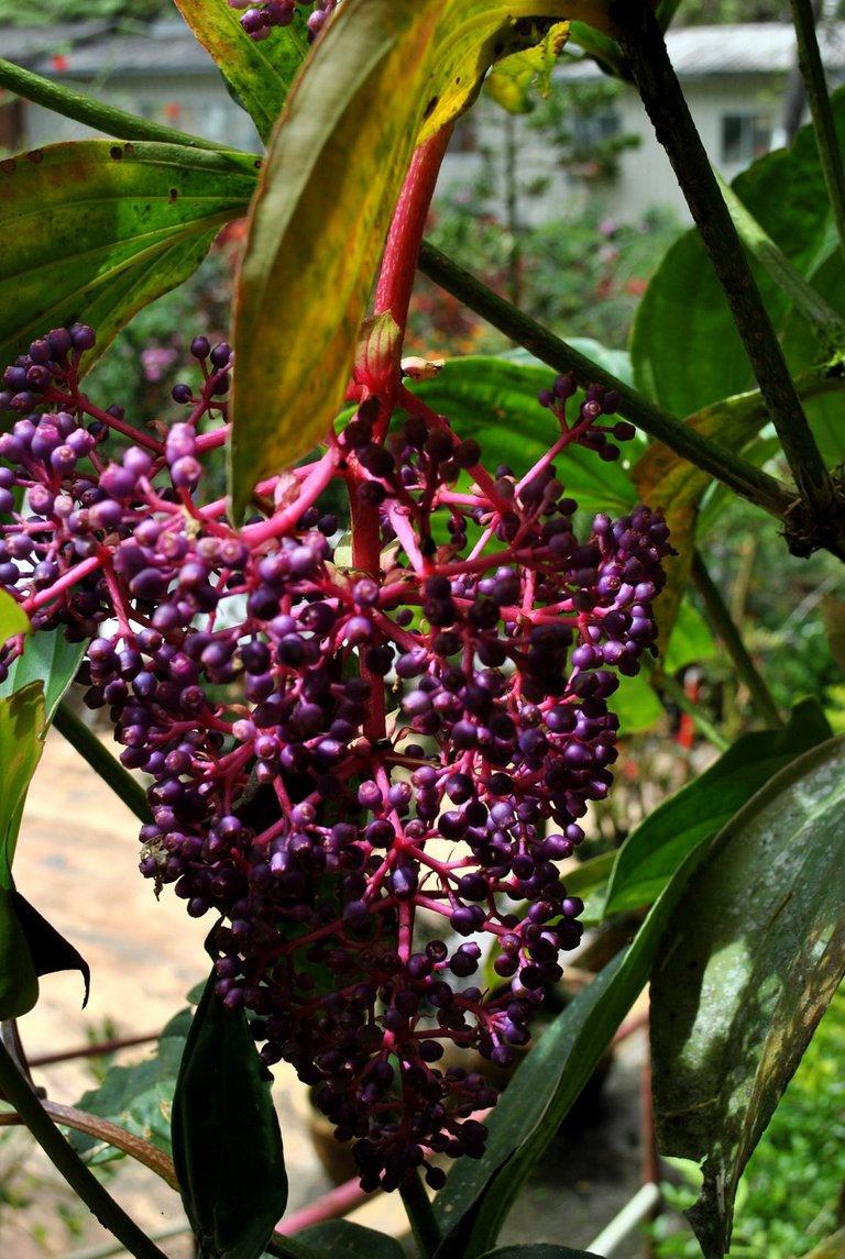 SDD - Cameron - purple plant.jpg