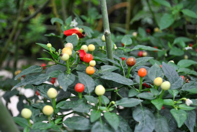 SDD - Cameron  - plants.jpg