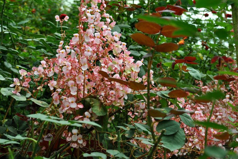 SDD - Cameron plant pink.jpg
