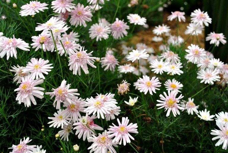 SDD - Cameron - daisy.jpg