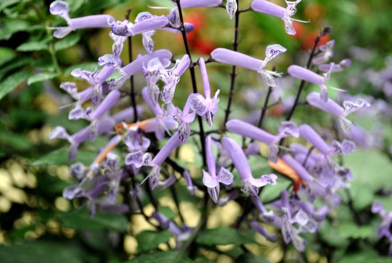 SDD - Cameron - lavender plant.jpg