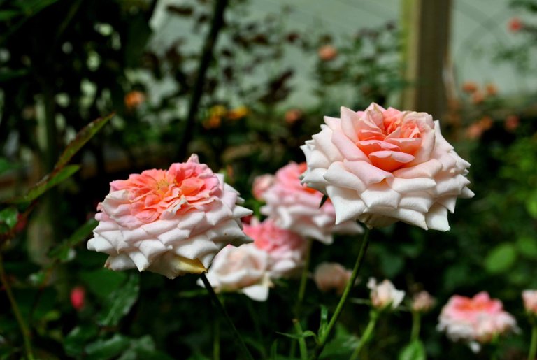 SDD - Cameron - rose peach.jpg