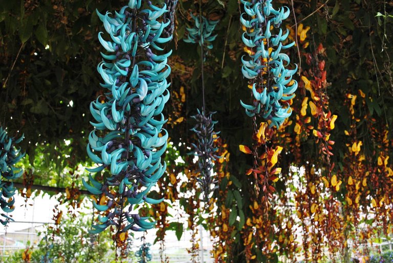 SDD - Cameron - Jade vine.jpg