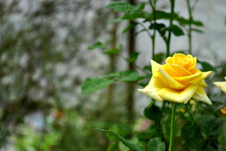 SDD Cameron - rose yellow.jpg