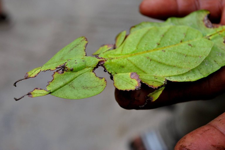 SDD - Cameron - insect leaf.jpg