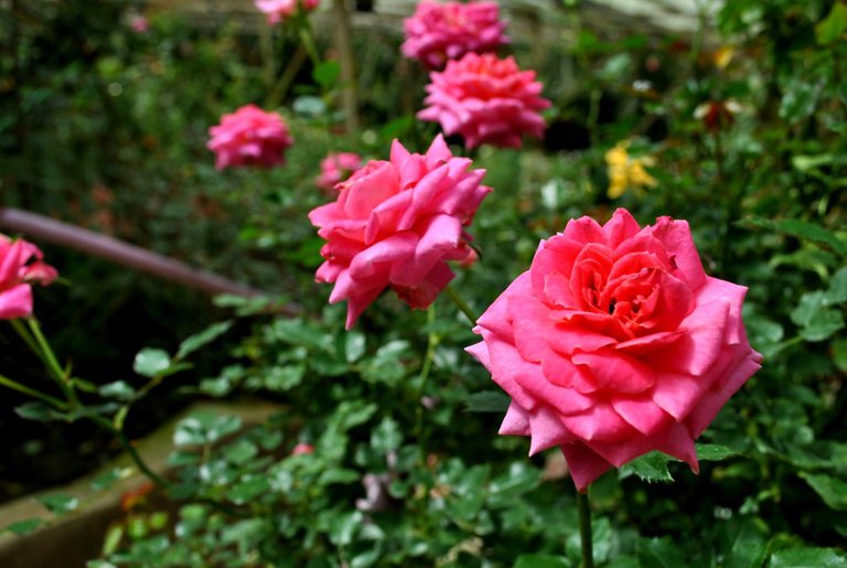 SDD - Cameron - rose pinks.jpg