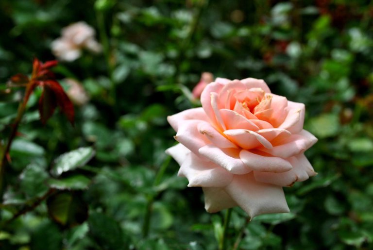 SDD - Cameron rose peach 2.jpg