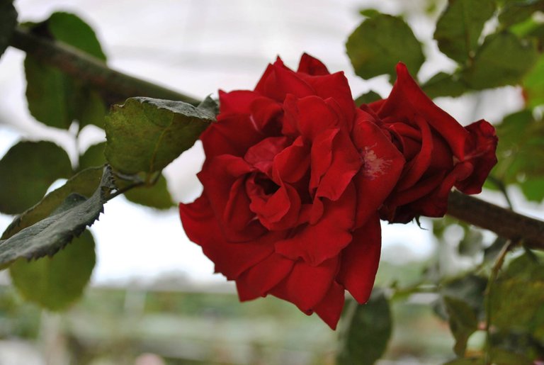 SDD - Cameron - rose.jpg