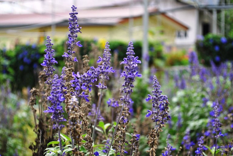 SDD - Cameron - lavender 2.jpg