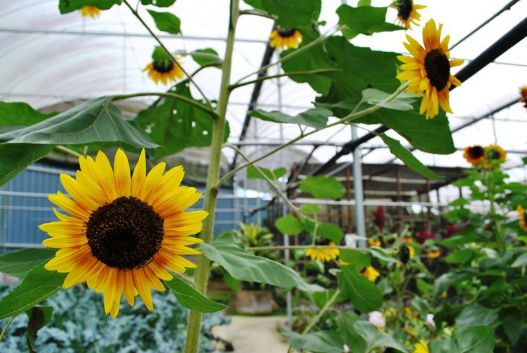 SDD - Camron - sunflower.jpg