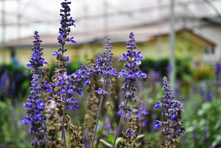 SDD - Cameron - lavender.jpg