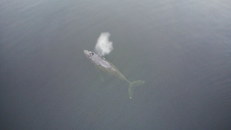 Humpback Whales in the Wild