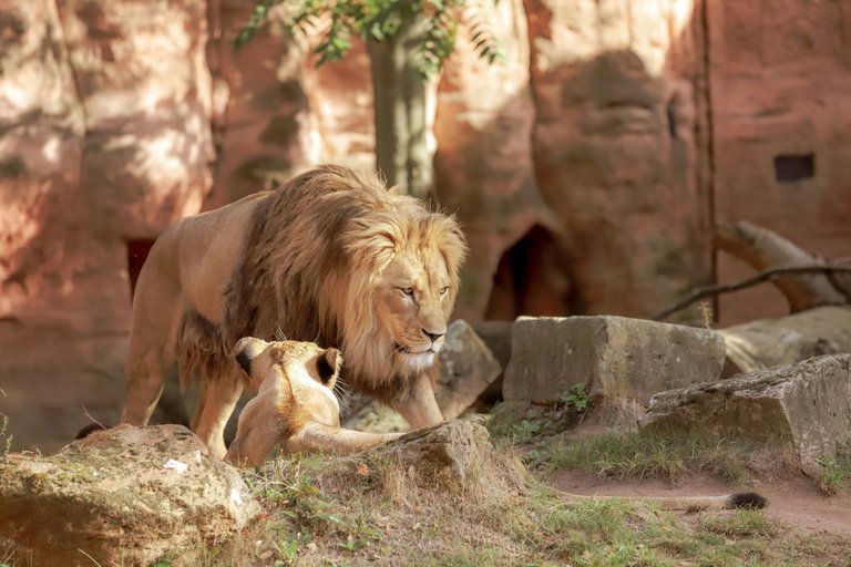 The Ethics of Wildlife Captivity: A Personal Reflection