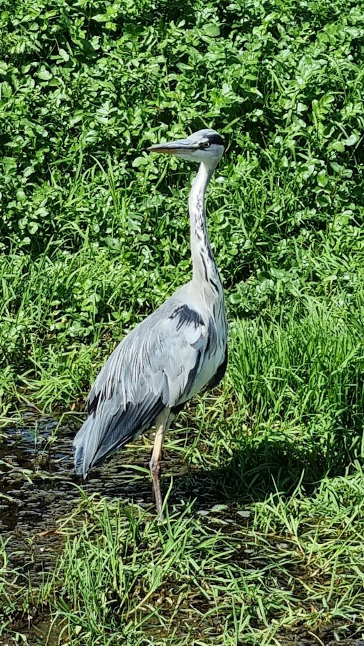 heron1.jpg