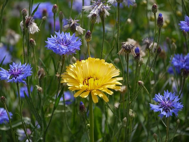 marigold1522592__480.jpg