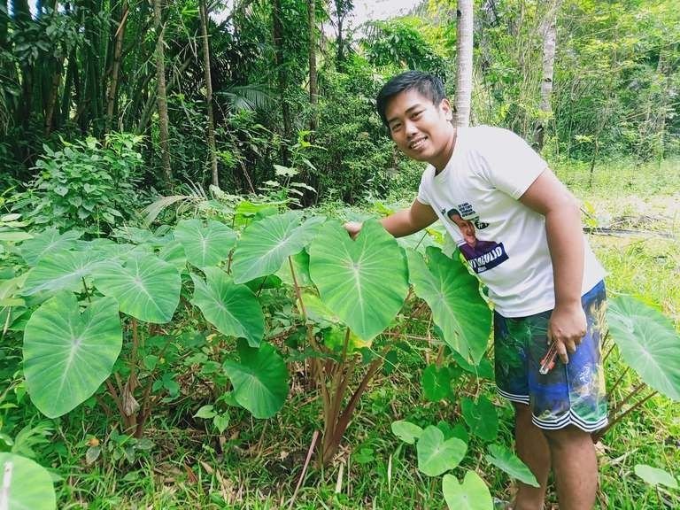 My Daily Life Post: Harvesting Some of My Vegetable Plants Cooking Delicious Dish And Cultivating At The Garden