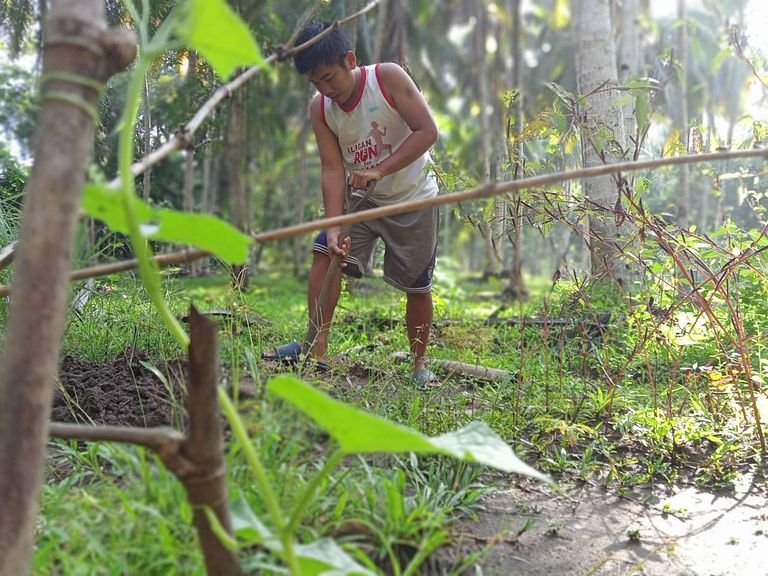 My Weekend Garden Activities, Planting Lots of Okra Seeds and Vegetable Checking