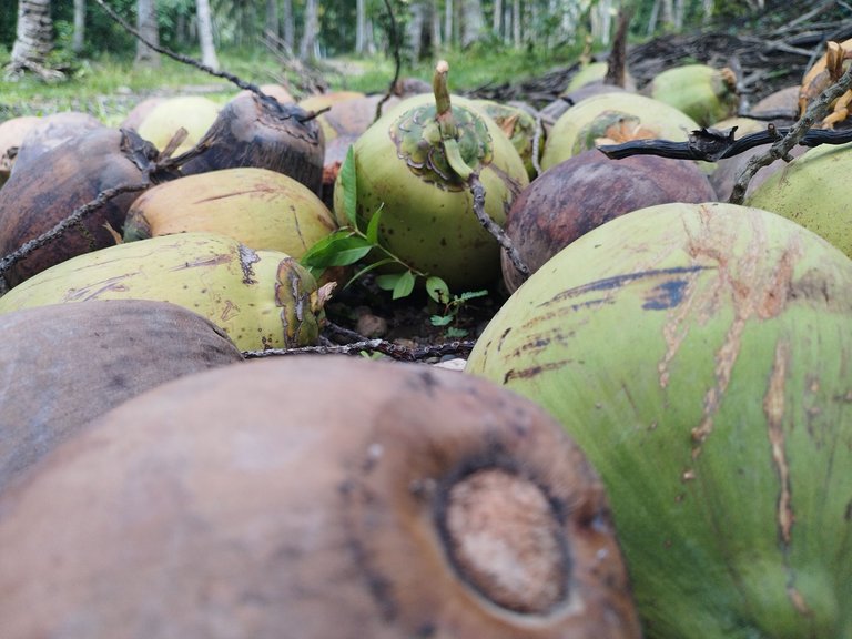 Random Post: Harvesting Coconuts and Farm Visits