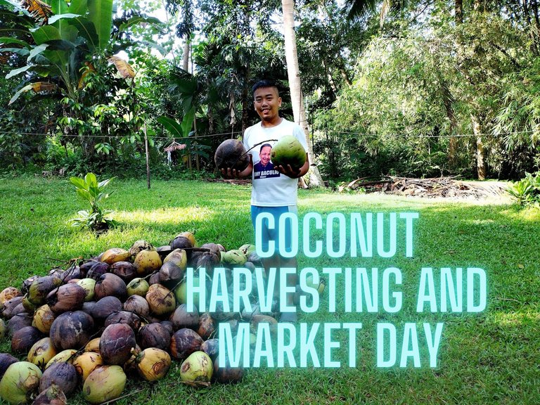 Coconut Harvesting and Market Day