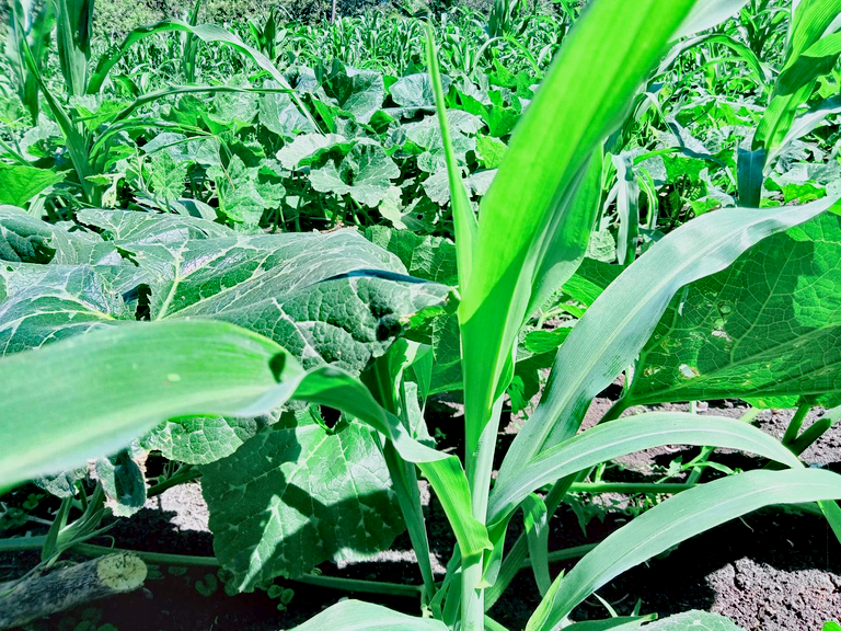 Visiting The Corn Farm Place Here In Zone 23, Poblacion Manticao, Misamis Oriental
