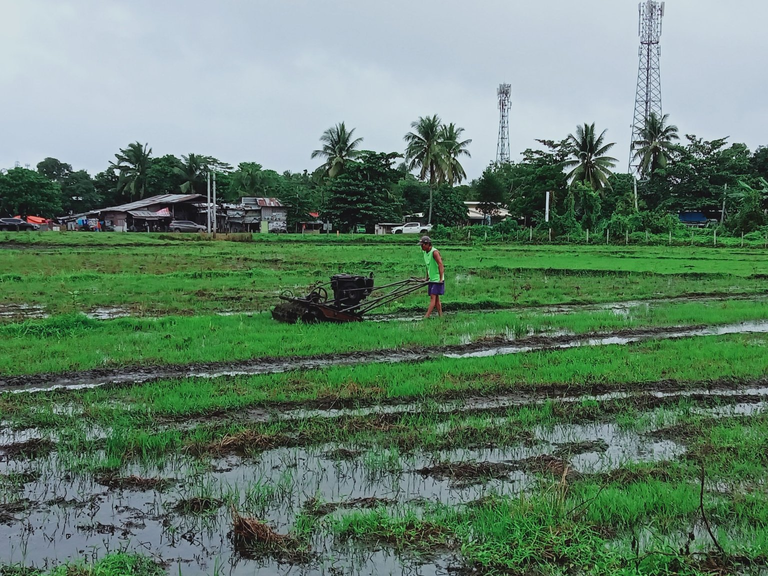 Visiting 24 Hectare Rice Paddies in Manticai, Misamis Oriental